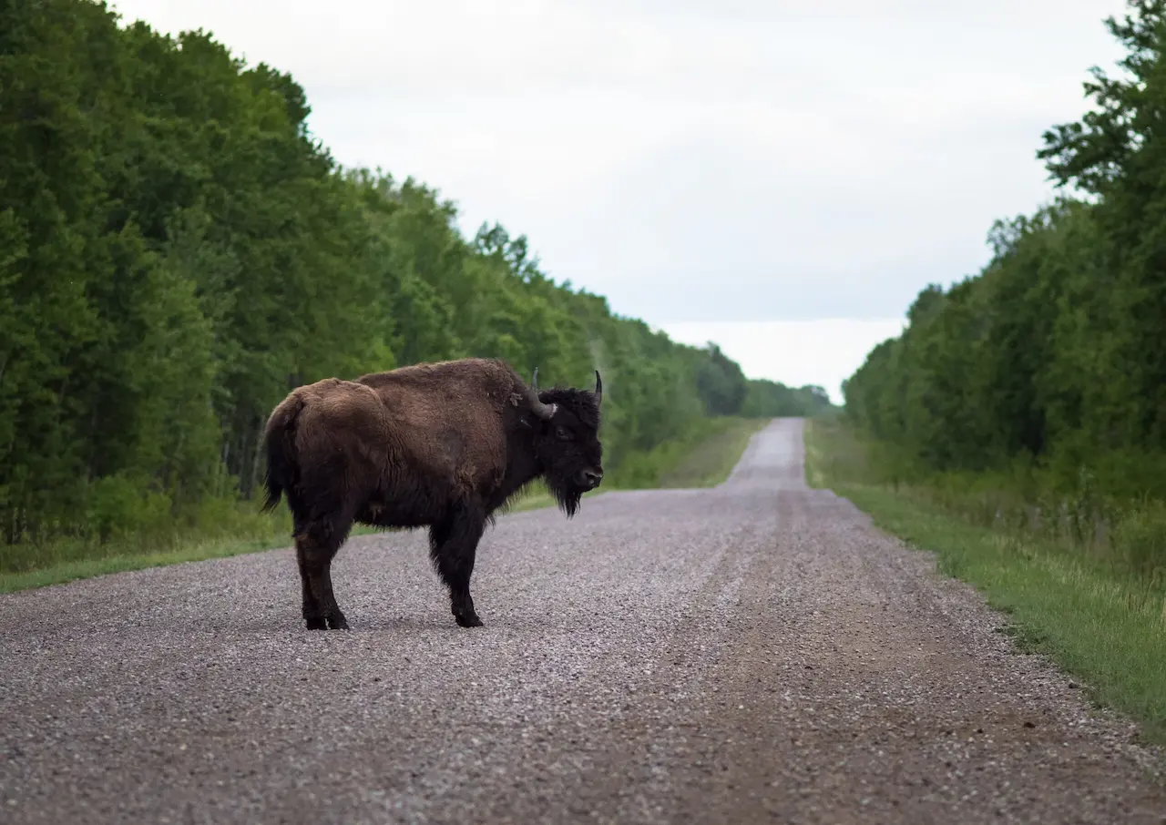 Shot of a buffalo at Wood Buffalo National Park