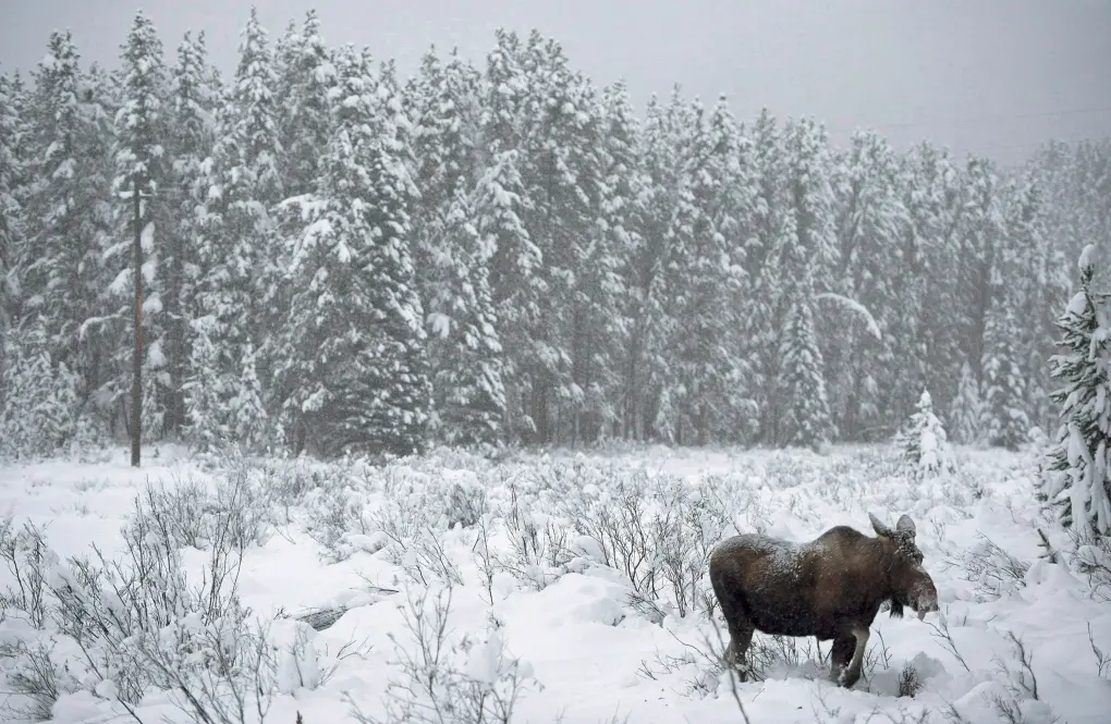 Moose in the boreal forest